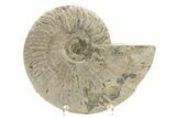 Silver Iridescent Ammonite (Cleoniceras) Fossil - Madagascar #219565-1